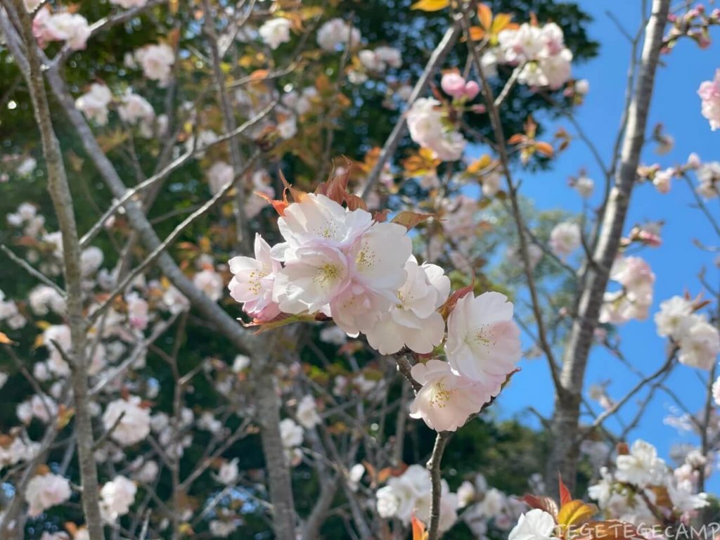 伊集院森林公園の満開の桜